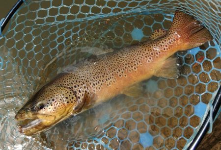 春の魚は強い！ ～岡崎トラウトポンド～